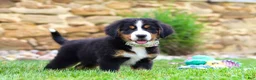 Bernese Mountain Dog dogs for sale: Willow - Ad 7