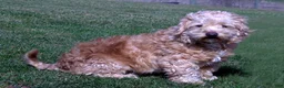 Havapoo dogs for sale: Ranger - Ad 2