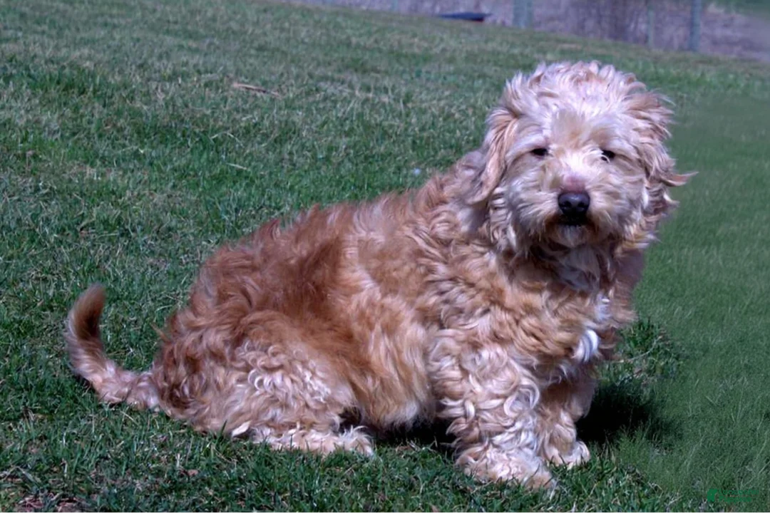 Havapoo dogs for sale: Ranger - Ad 2