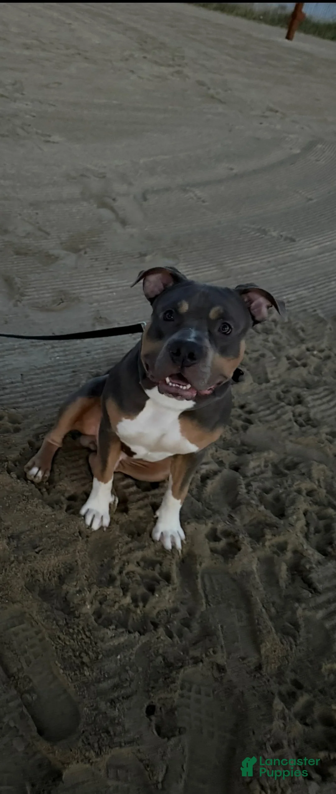 American Bully dogs for stud: Katos 1st litter - Ad 2