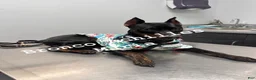 Miniature Pinscher dogs for sale: Savanna - Ad 3