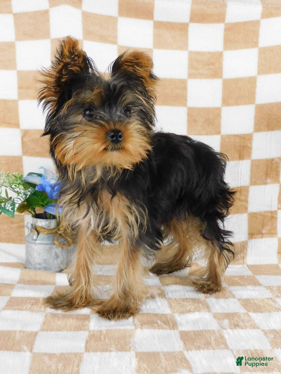 Yorkshire Terrier dogs for sale: Marcus - Ad 2