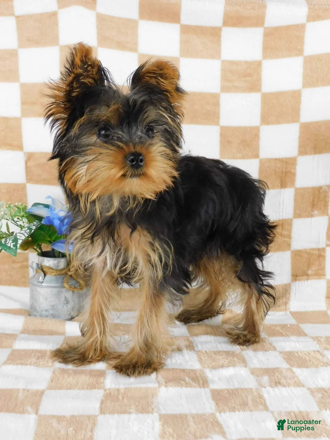 Yorkshire Terrier dogs for sale: Marcus - Ad 1