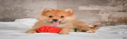 Pomeranian dogs for sale: FLOWER - Ad 5