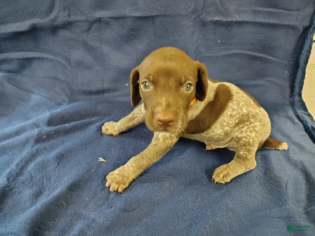 German Shorthaired Pointer dogs for sale: German Shorthaired Pointer 4 - Ad 1