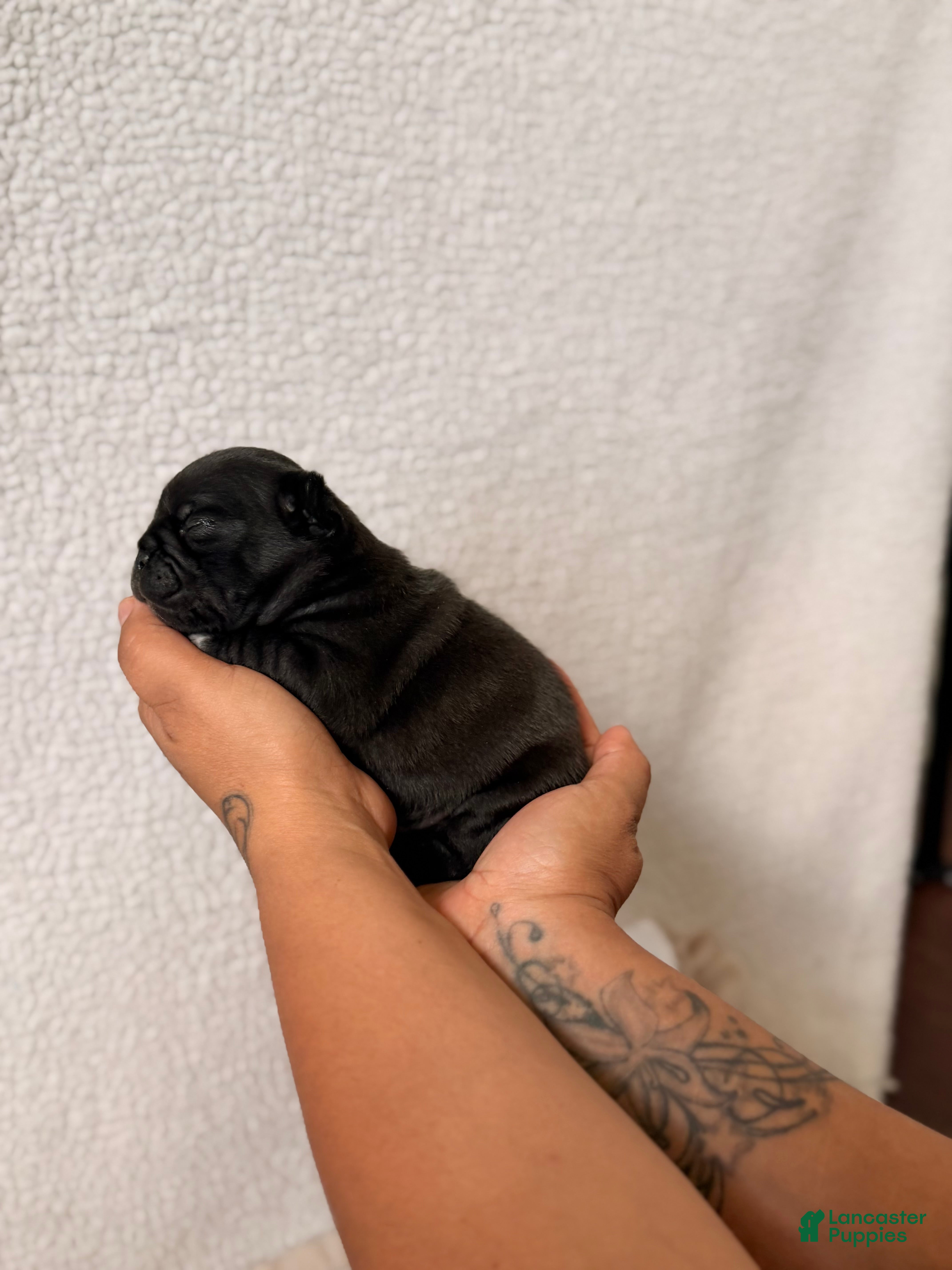 Pug dogs Pug Puppy 4 Luke  - Ad 1