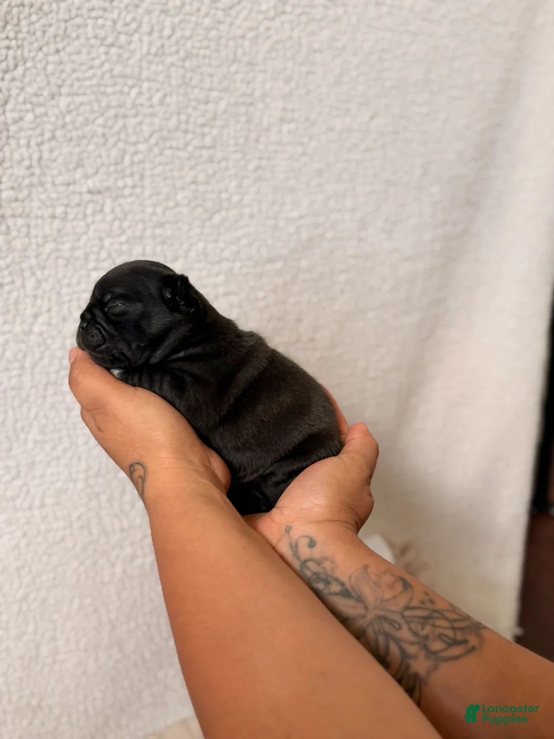 Pug dogs for sale: Pug Puppy 4 Luke  - Ad 1