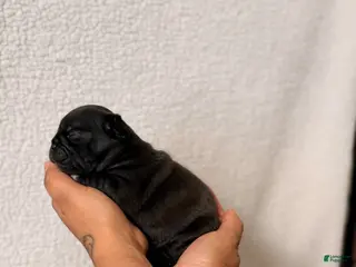 Pug dogs for sale: Pug Puppy 4 Luke - Ad 4