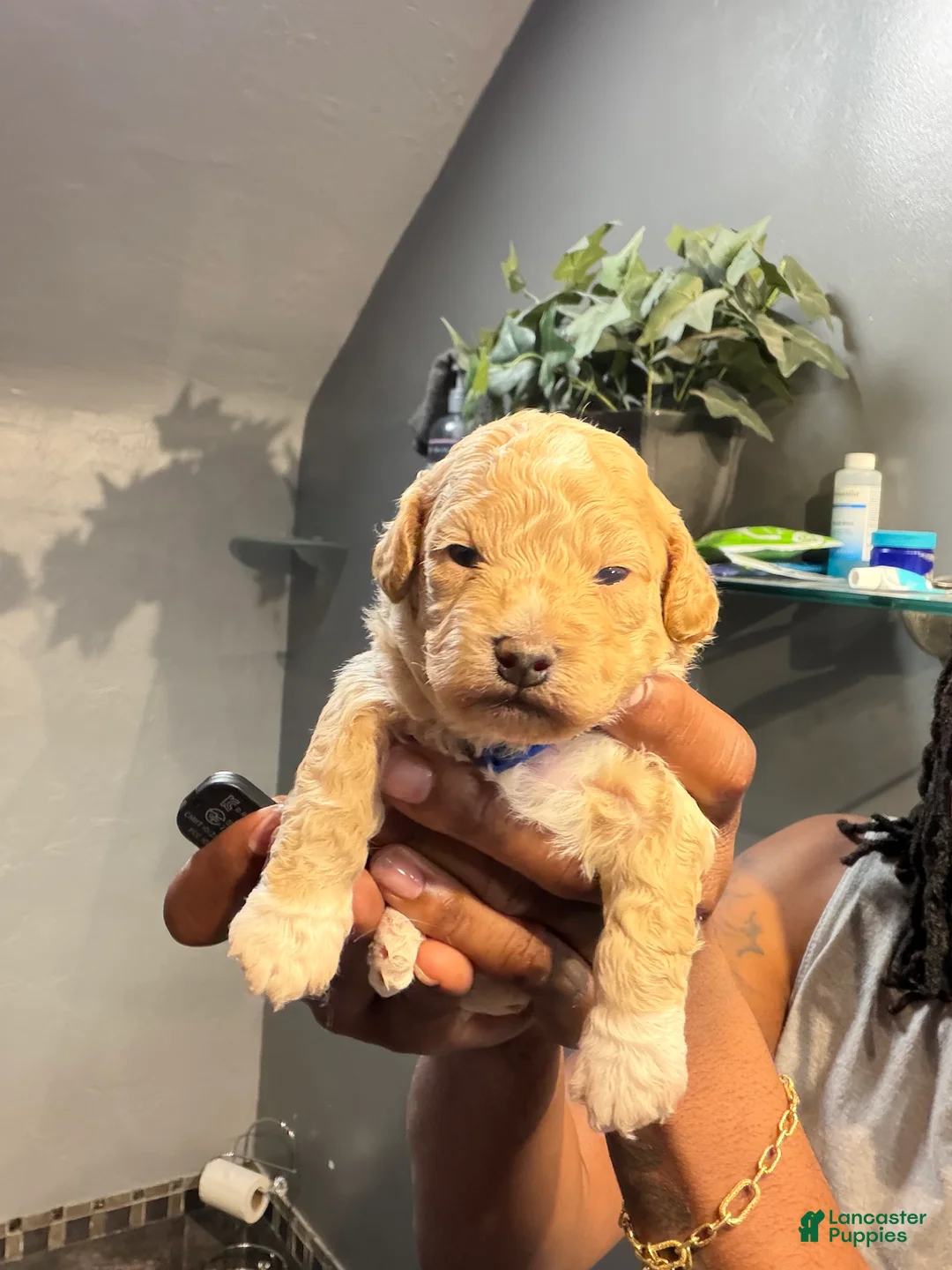 Bichpoo dogs for sale: Hov - Ad 1