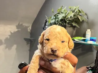 Bichpoo dogs Hov - Ad 4