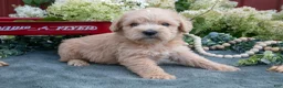 Schnoodle dogs for sale: Houdini - Ad 2
