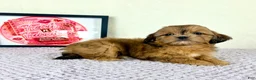 Shihpoo dogs for sale: Gretchen - Ad 2