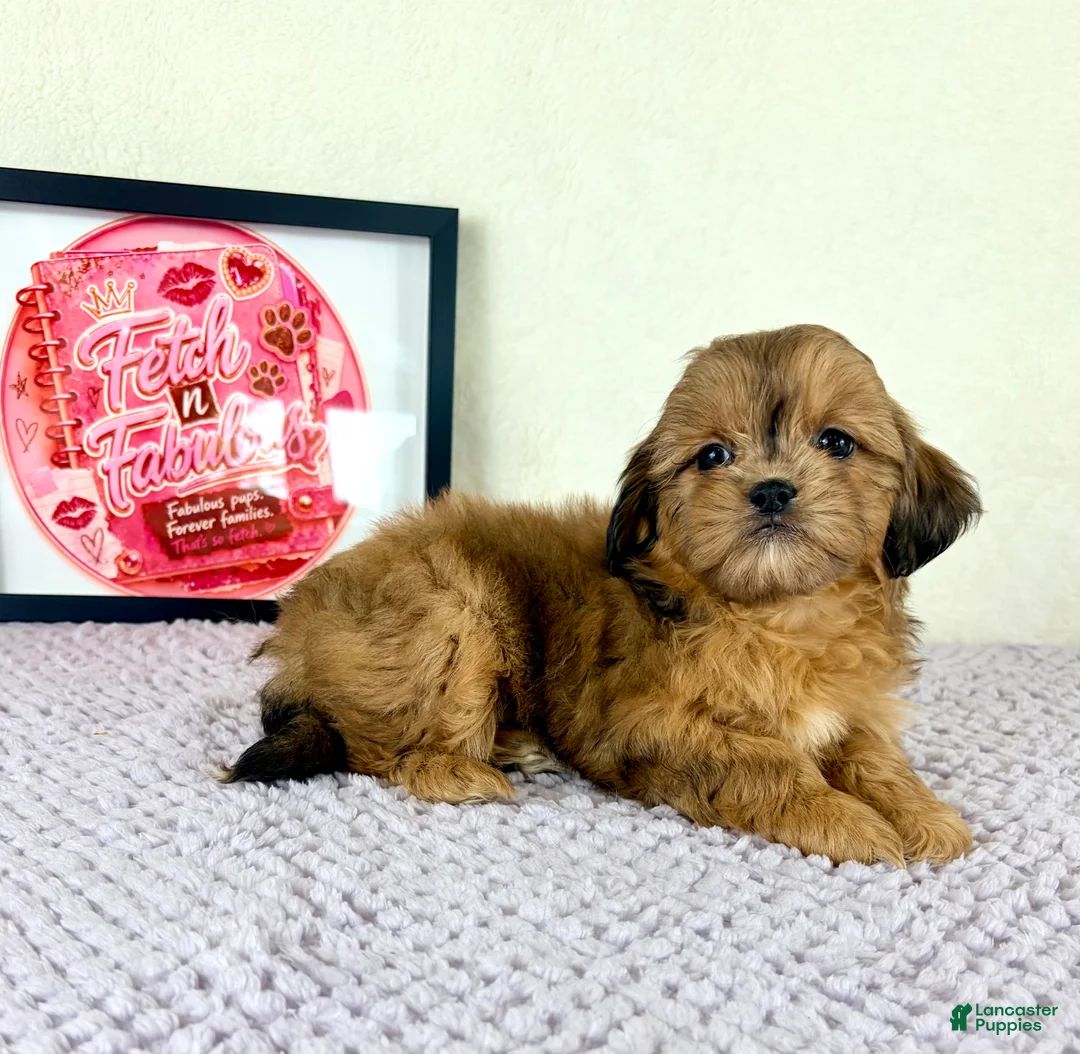 Shihpoo dogs for sale: Gretchen - Ad 2