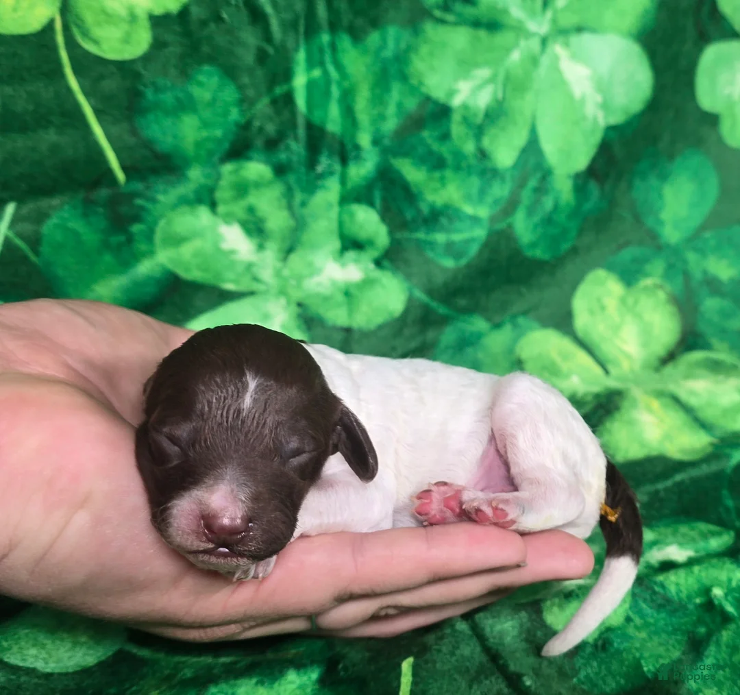 Mini Goldendoodle dogs for sale: Chex - Ad 2