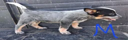 Australian Cattle Dog dogs for sale: Australian Cattle Dog 1 - Ad 6