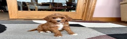 Cavapoo dogs for sale: Cavapoo F1b Female Puppy 4 - Ad 1