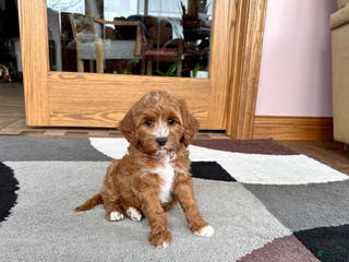 Cavapoo dogs Cavapoo F1b Female Puppy 4 - Ad 6