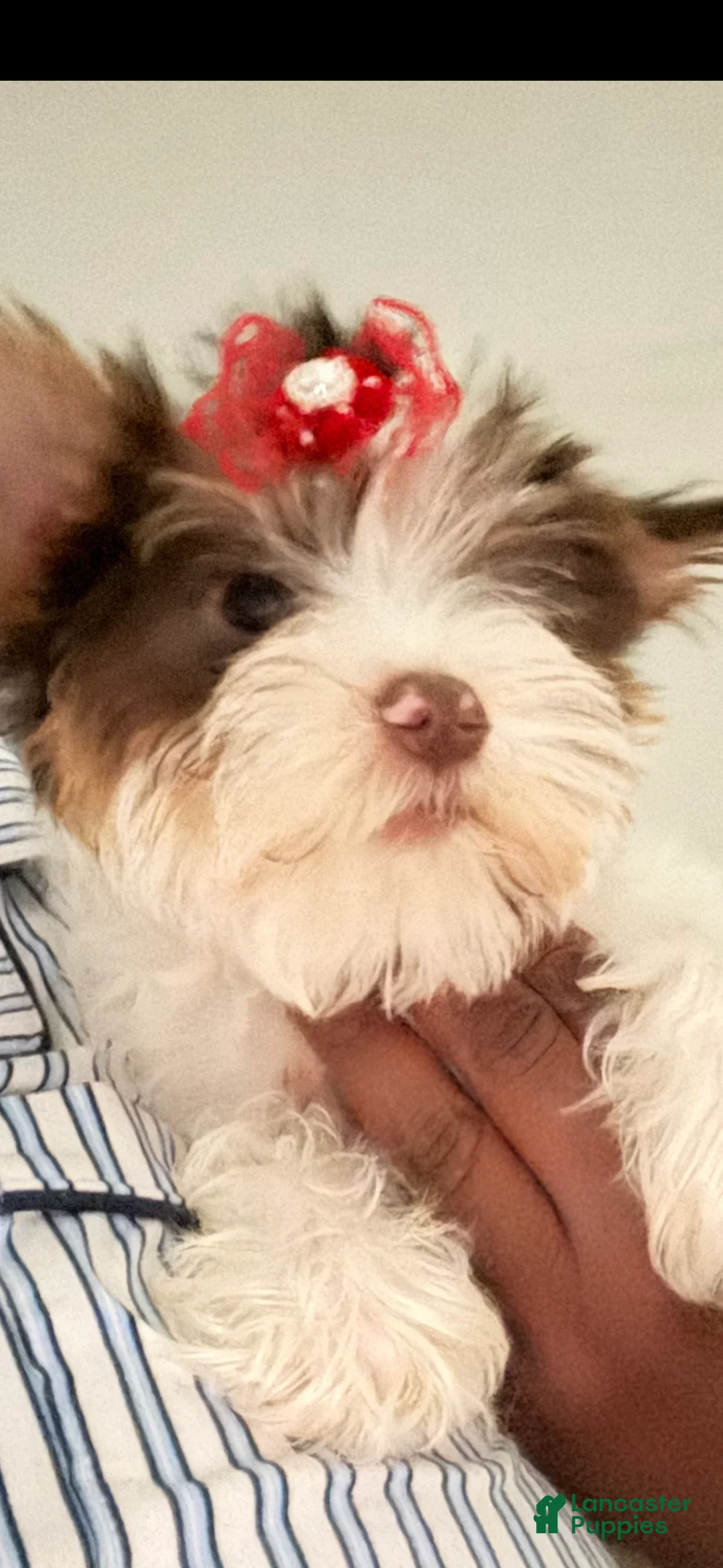 Yorkshire Terrier dogs for sale: Brittany - Ad 1