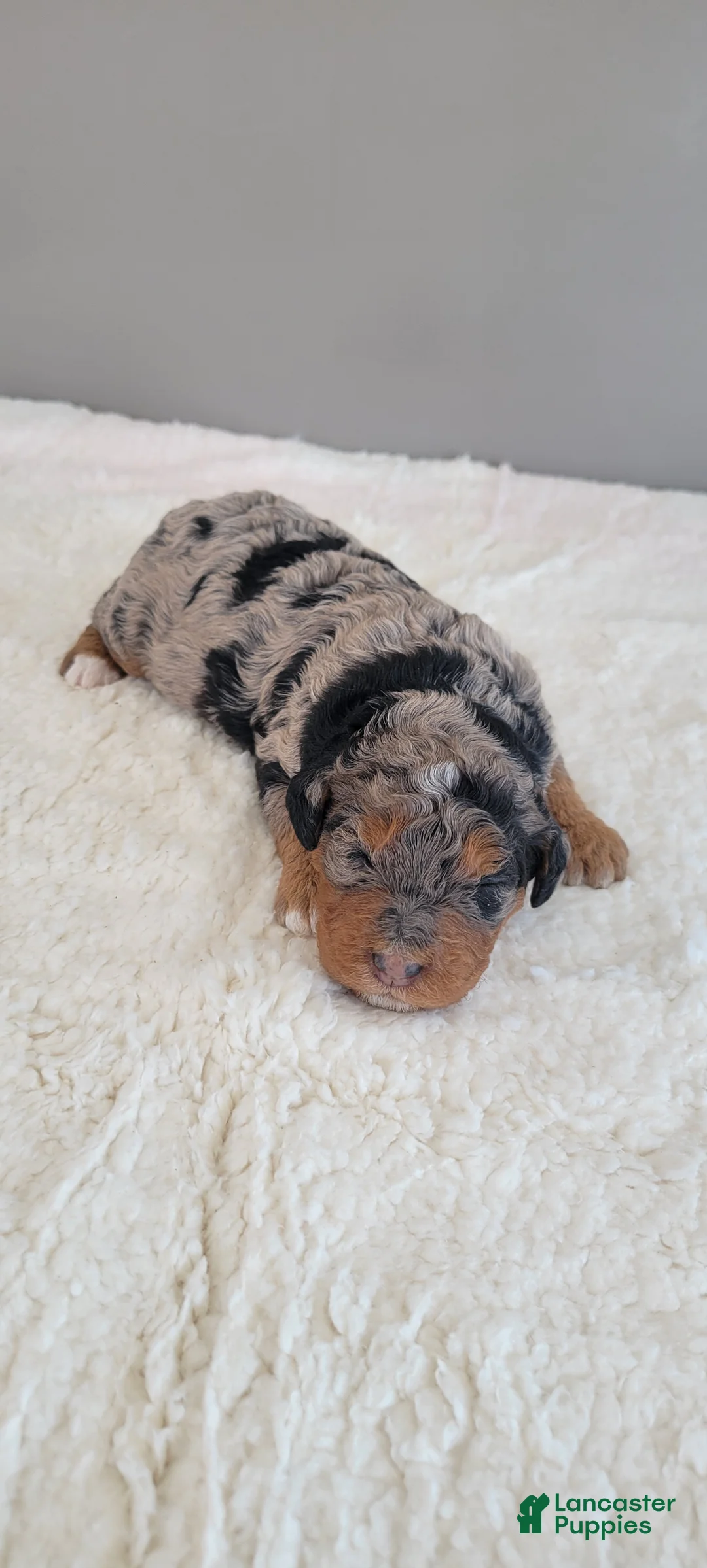 Mini Bernedoodle dogs for sale: Ginger - Ad 3