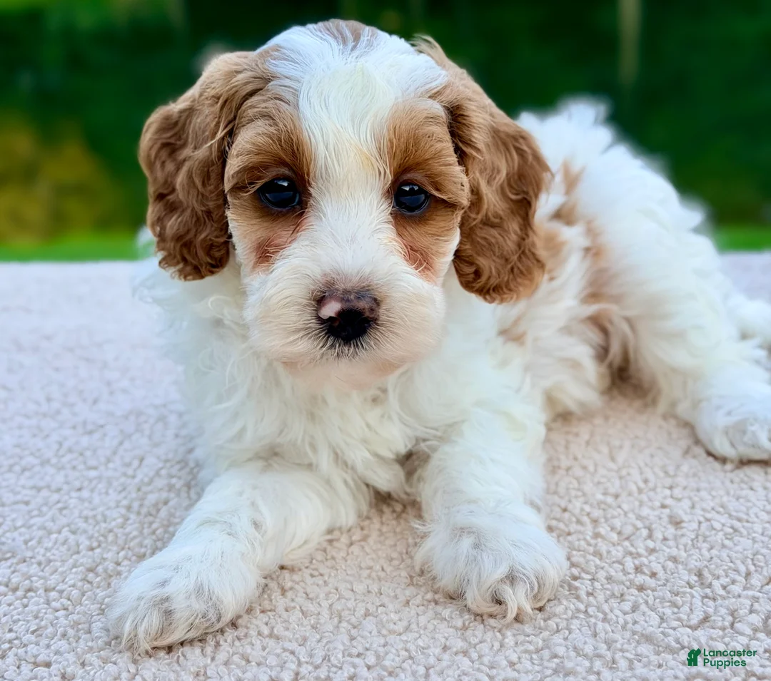 Mini Goldendoodle dogs for sale: Caramel-petite  - Ad 1