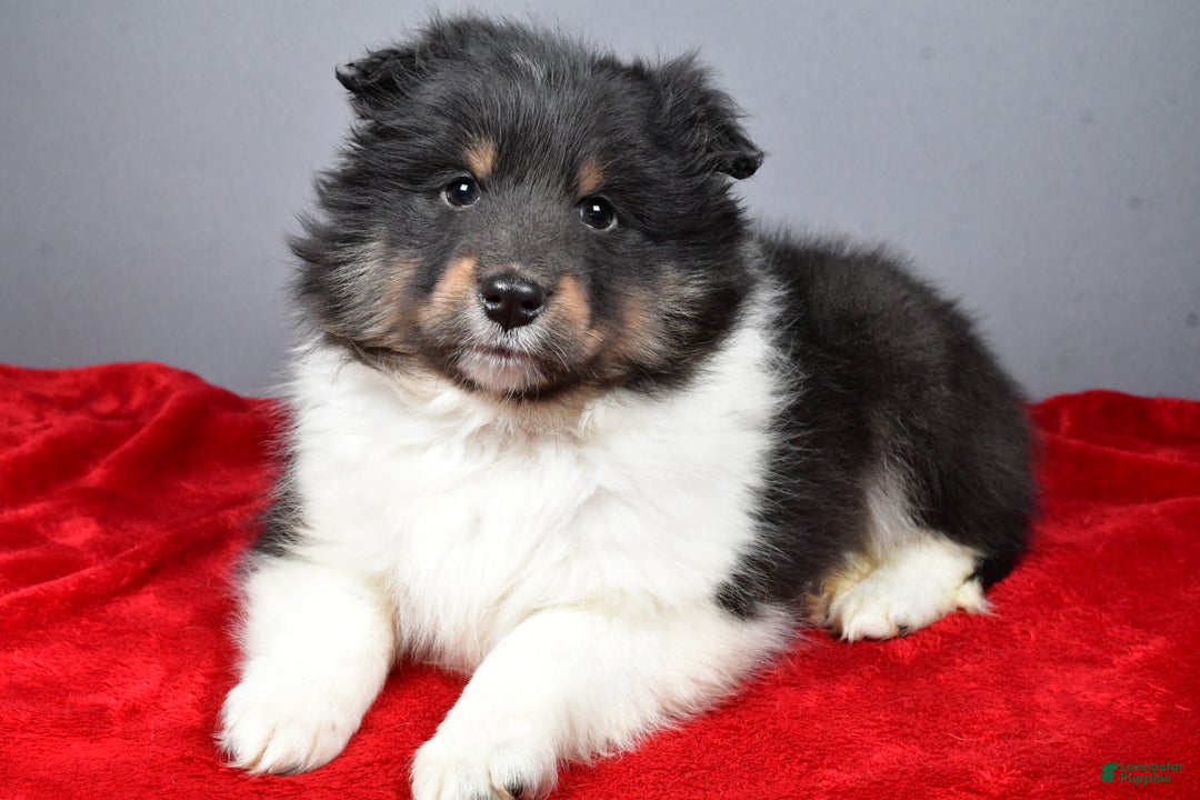 Shetland Sheepdog dogs for sale: Trixie - Ad 5