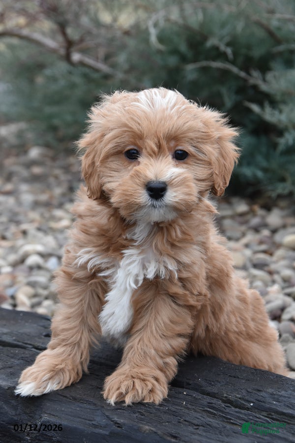 Mini Goldendoodle dogs Badger - Ad 38