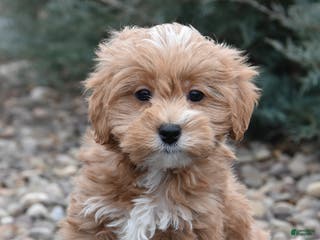 Mini Goldendoodle dogs Badger - Ad 38