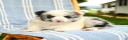 Pomeranian dogs for sale: Maddie - Ad 3