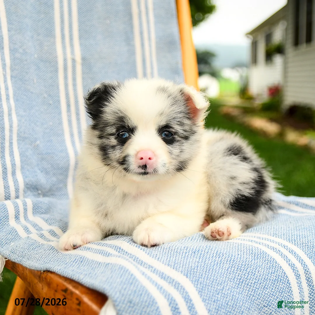 Pomeranian dogs for sale: Maddie - Ad 3