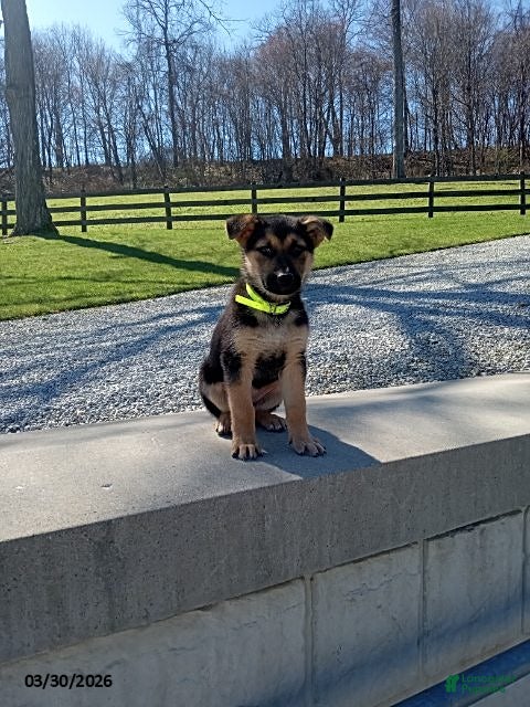 German Shepherd dogs Sandy - Ad 2