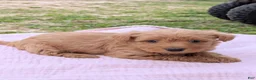 Mixed Breed dogs for sale: Maggie - Ad 5