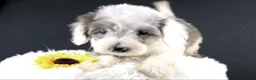Mini Aussiedoodle dogs for sale: Boots - Ad 1