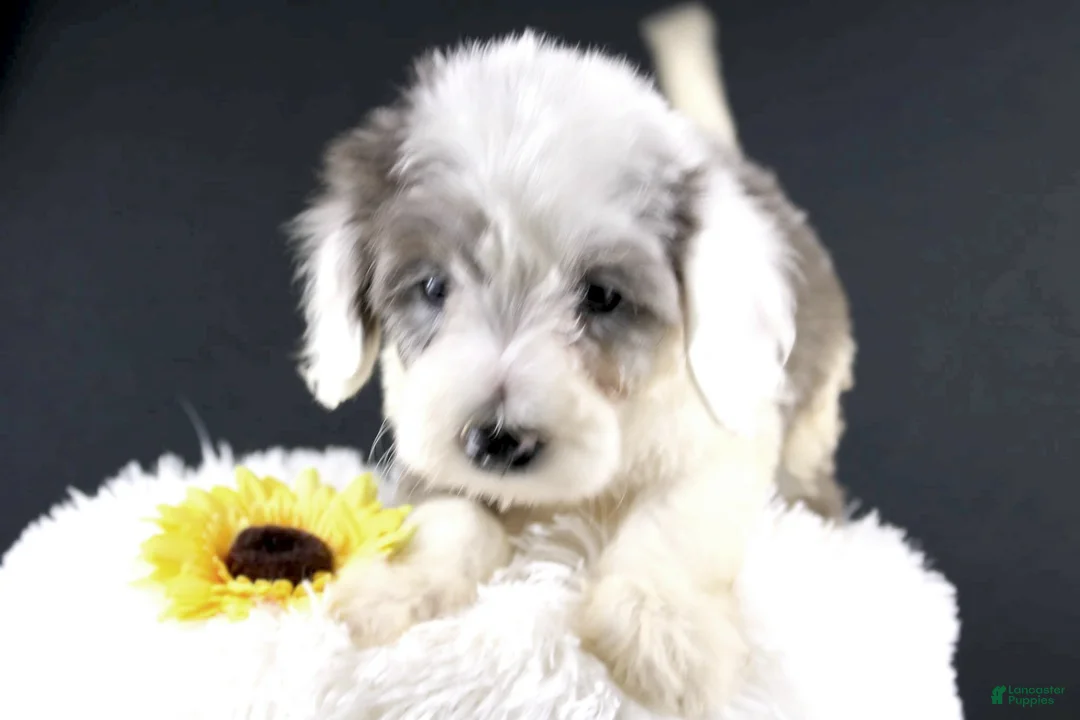Mini Aussiedoodle dogs for sale: Boots - Ad 1