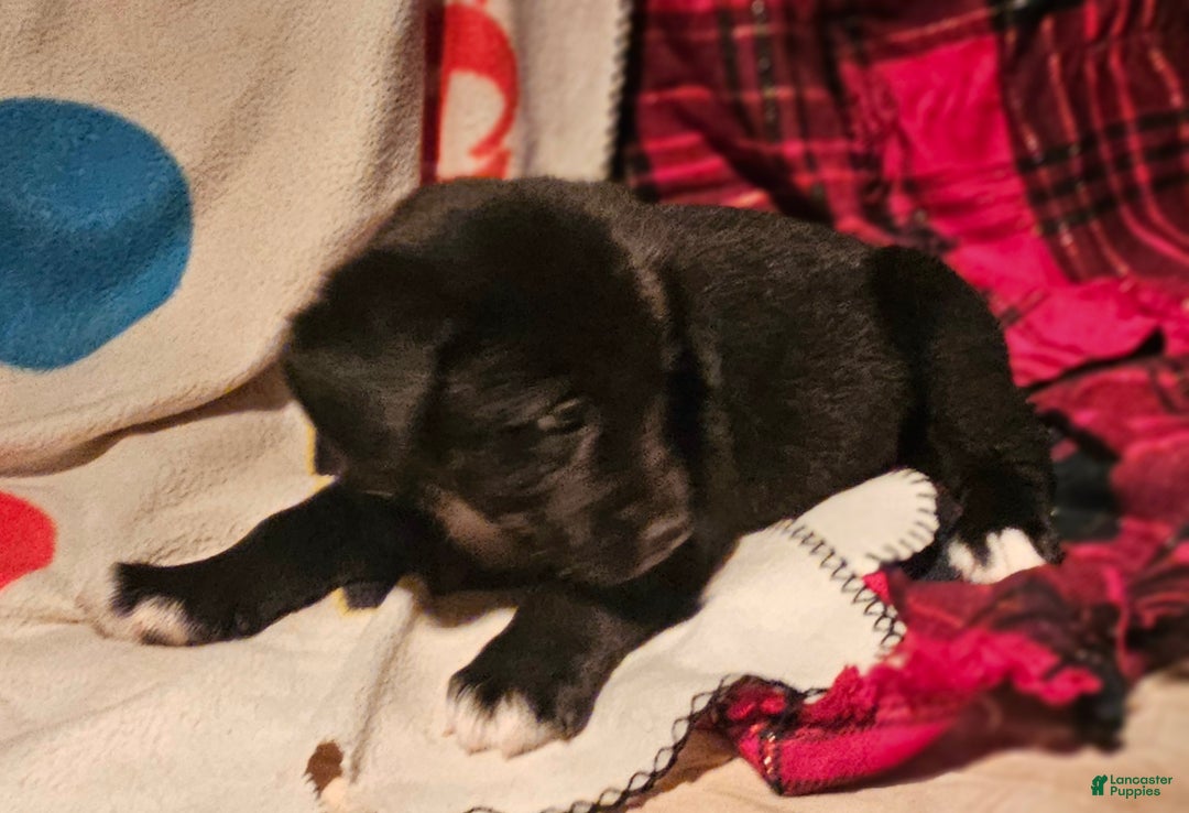 Border Collie dogs for sale: Joker - Ad 3