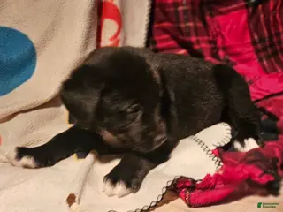 Border Collie dogs Joker - Ad 24