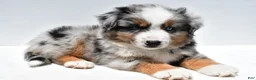 Miniature Australian Shepherd dogs for sale: Joey - Ad 9