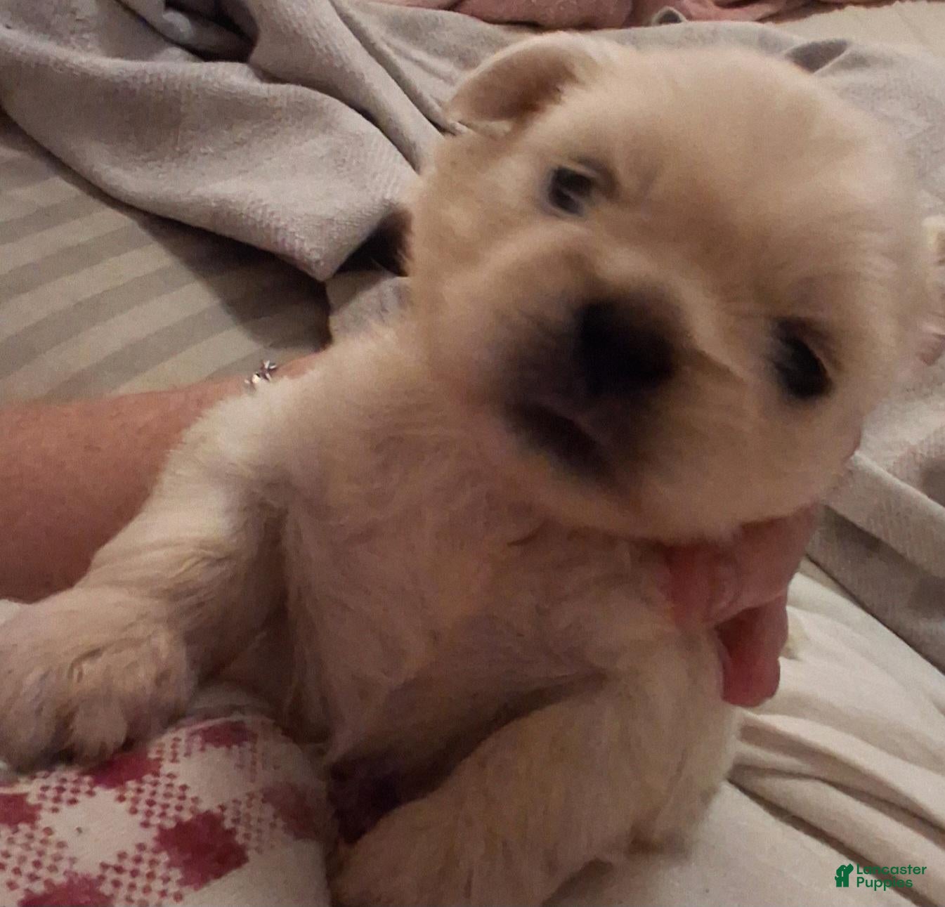Pekingese dogs BENTLEY  - Ad 10