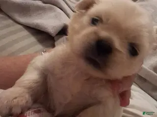 Pekingese dogs BENTLEY - Ad 7