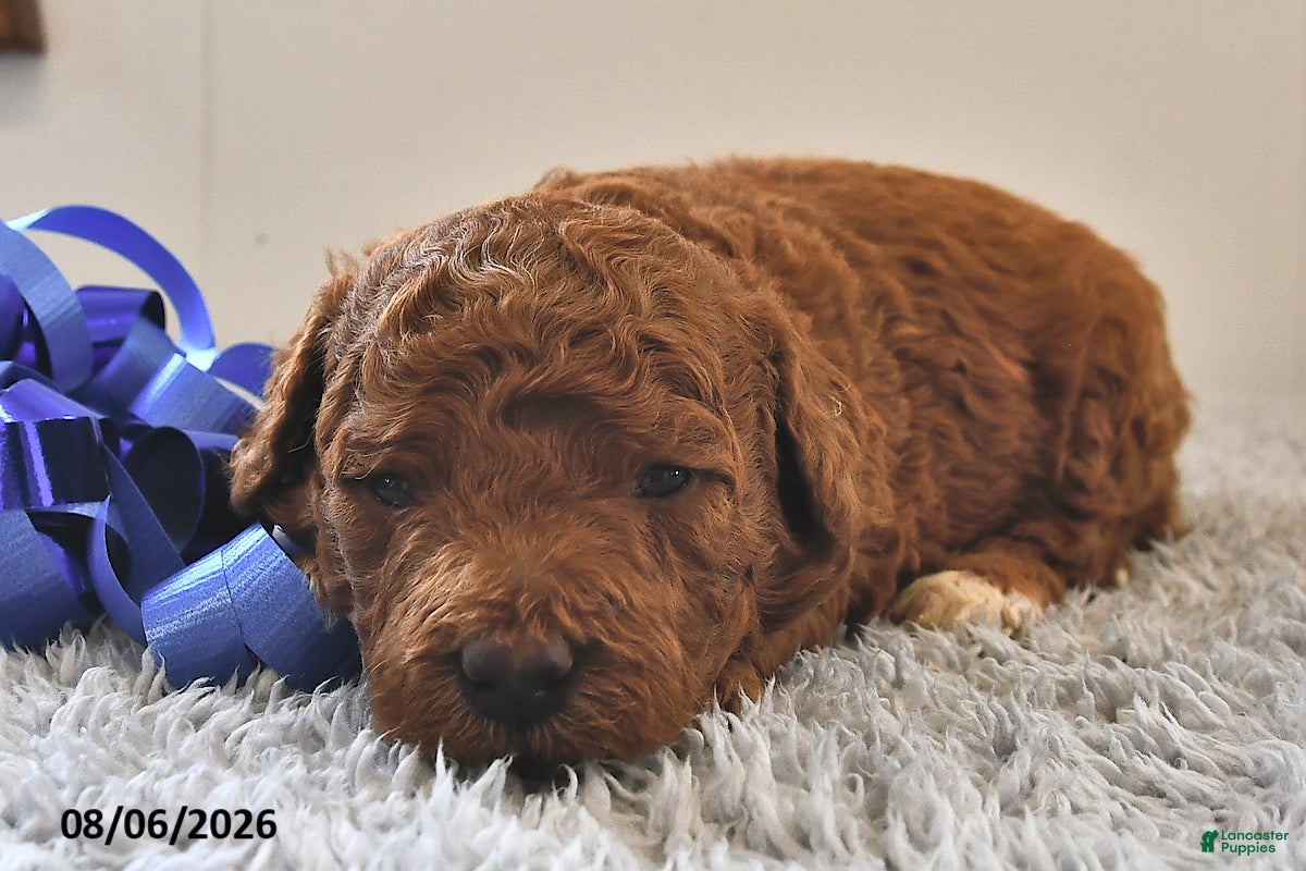 Mini Goldendoodle dogs Winston - Ad 1