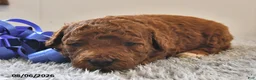 Mini Goldendoodle dogs for sale: Winston - Ad 11