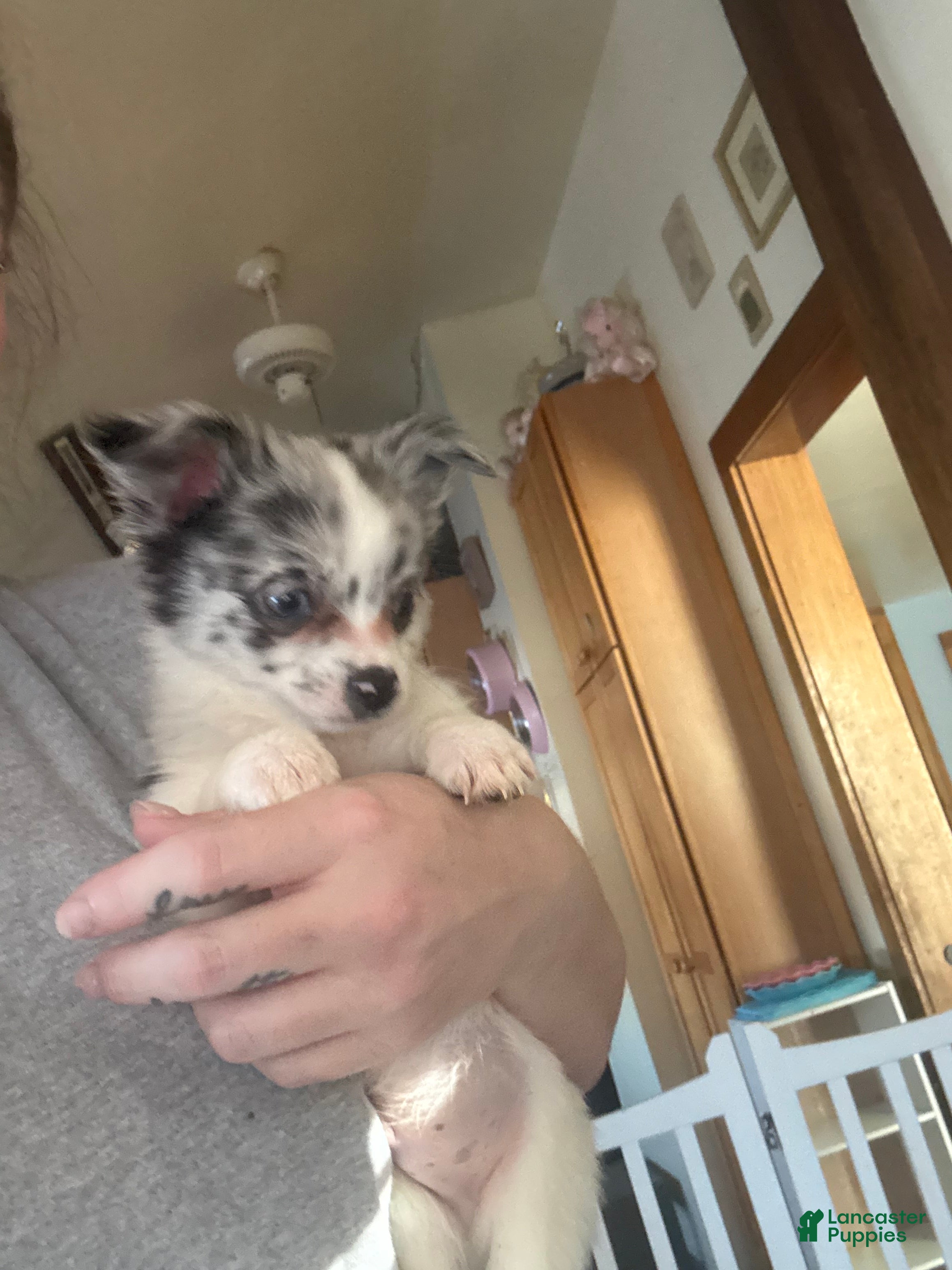 Pomchi dogs Pomchi Puppy 1 - Ad 5