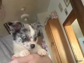 Pomchi dogs Pomchi Puppy 1 - Ad 5