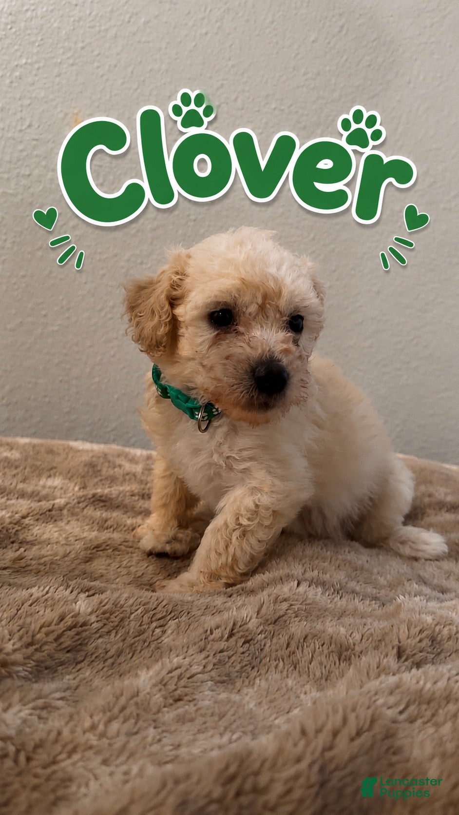 Miniature Poodle dogs Miniature Poodle 1 - Ad 1
