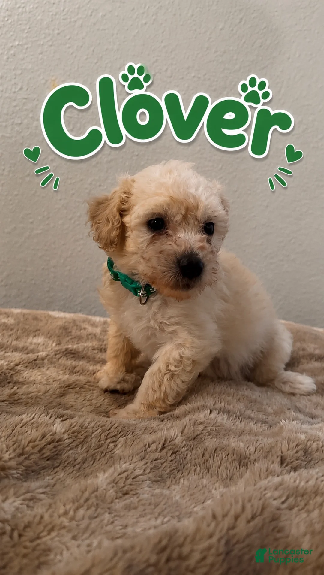 Miniature Poodle dogs for sale: Miniature Poodle 1 - Ad 1