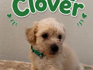 Miniature Poodle dogs for sale: Miniature Poodle 1 - Ad 4