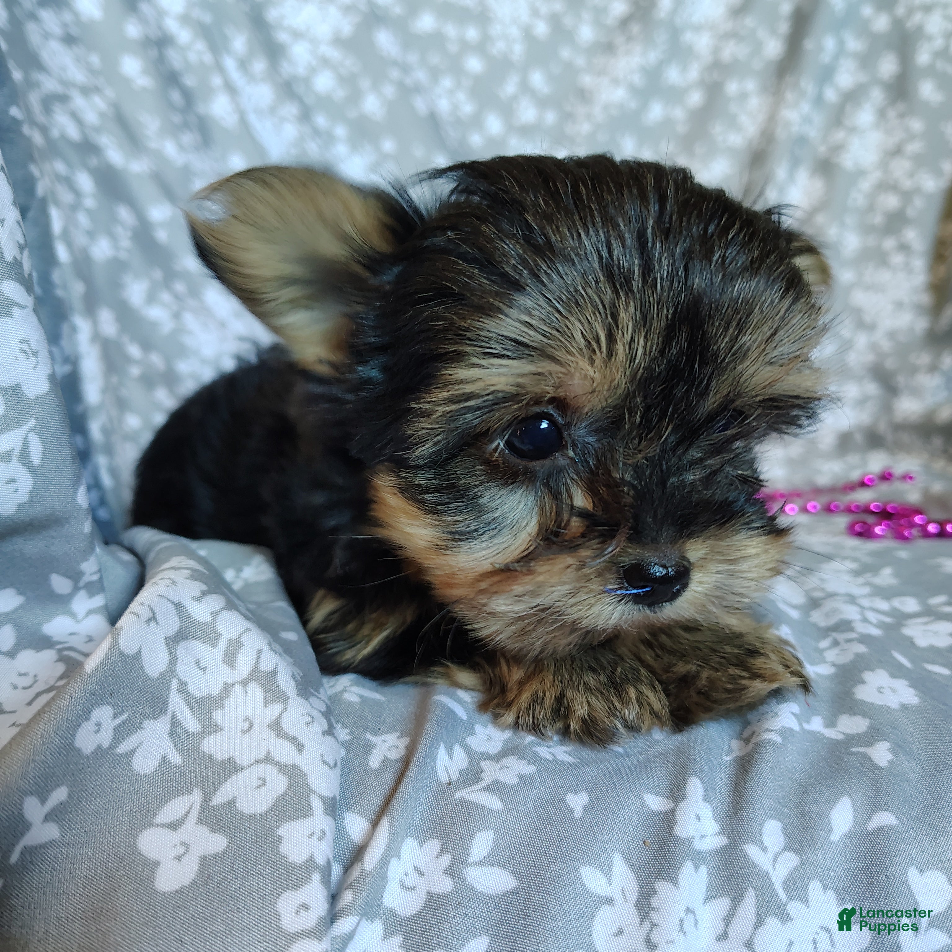 Yorkshire Terrier dogs Anna - Ad 2