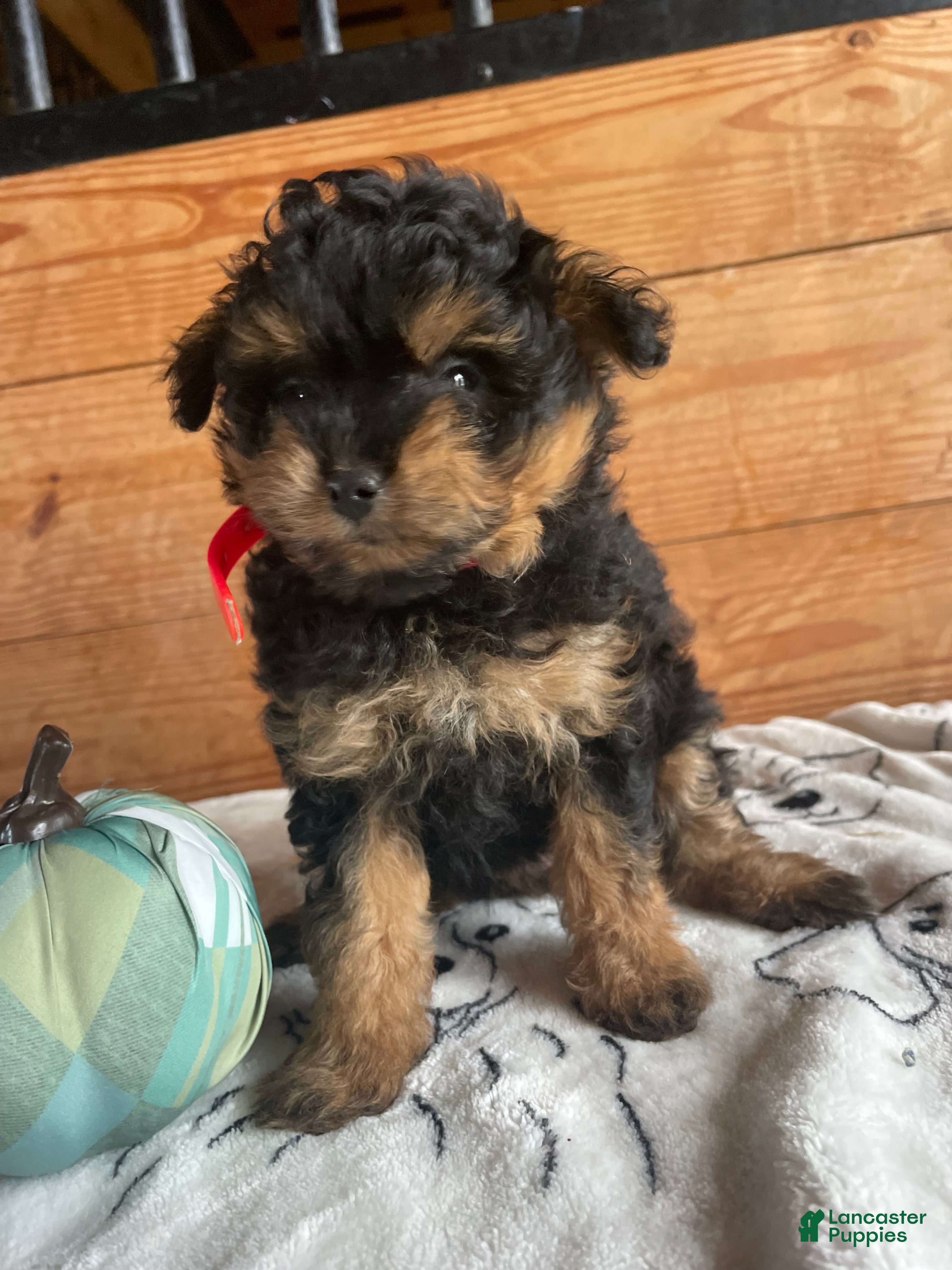 Pomapoo dogs Polly - Ad 1