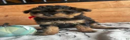 Pomapoo dogs for sale: Polly - Ad 1