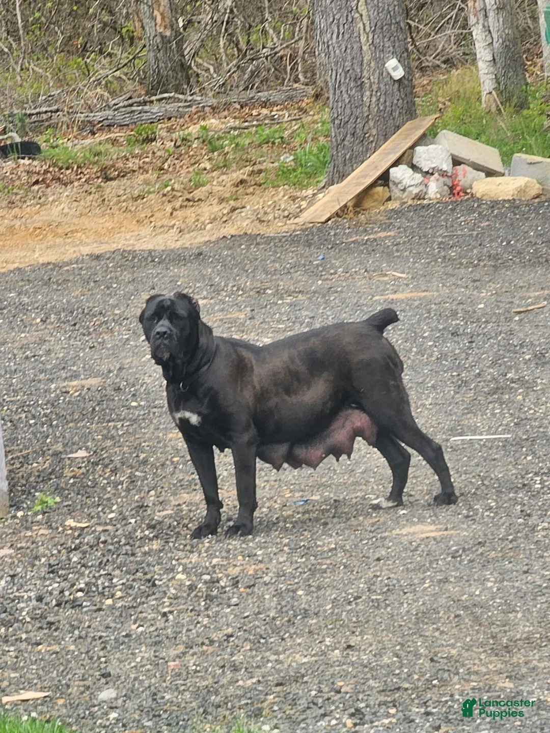 Cane Corso dogs for sale: GIZZY - Ad 10