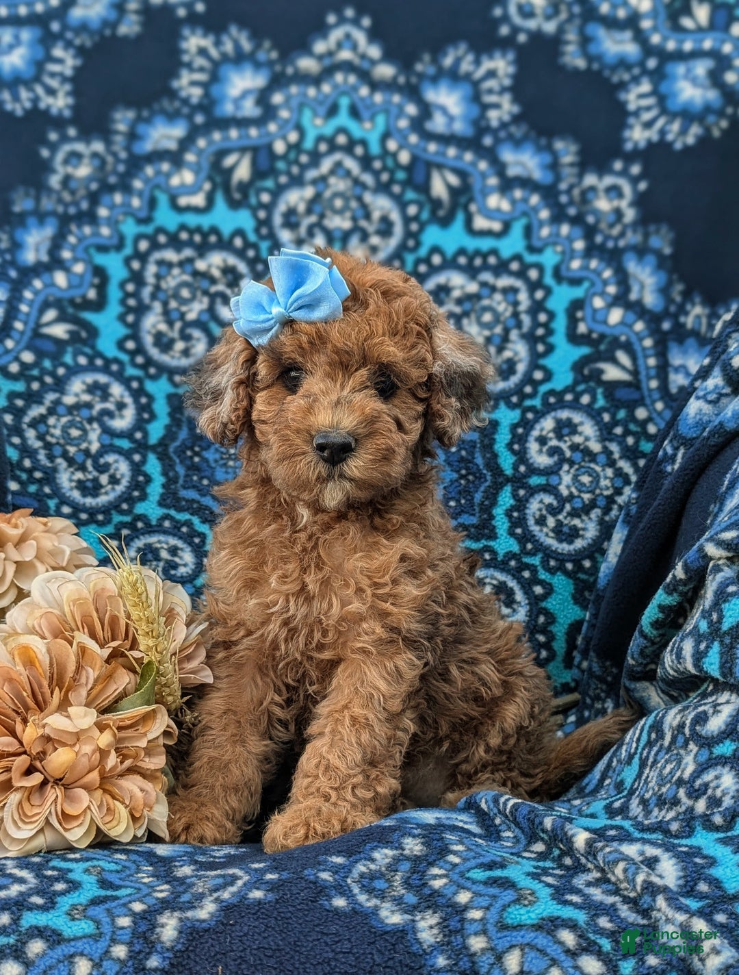 Cockapoo dogs for sale: Moore Hypoallergenic - Ad 10